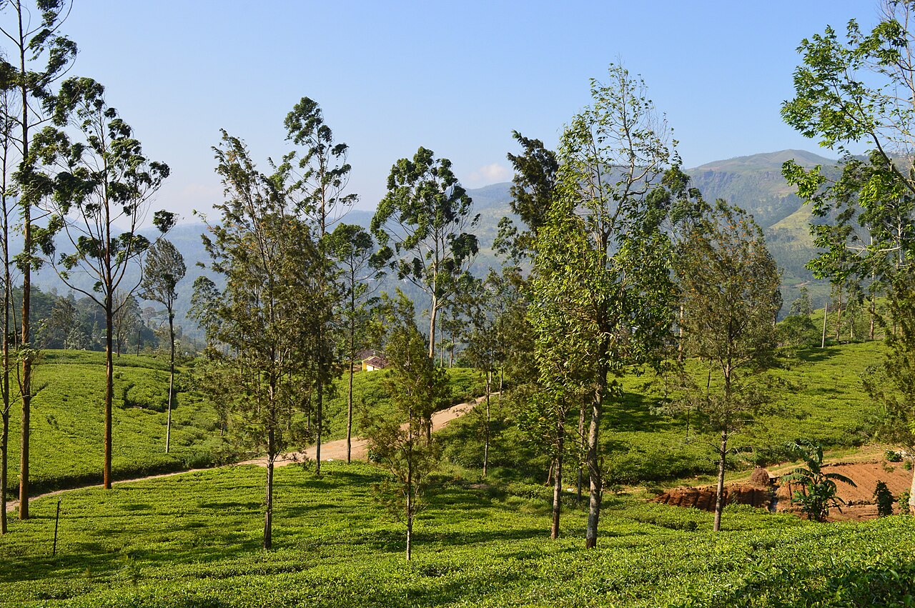 Ceylon tea plantation hills